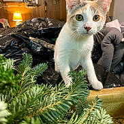 Willow joined the competition — help win amazing prizes! cat, calico, kitten, indoor, pine_branches, curious, wood_paneling, lamp, furniture, blanket, cozy, pet, animal, whiskers, eyes, tail, room, exploration, closeup, young