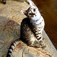 Luna is registered to the contest to win money with this photo: animal, carpet, cat, cozy, curious, cute, domestic, eyes, feline, floor, fur, head_tilt, indoor, patterned_rug, pet, sitting, striped, tabby, tail, whiskers