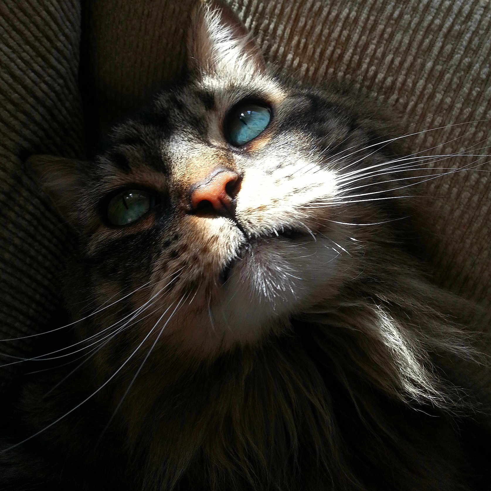 Lola