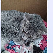 Doug joined the competition — help win amazing prizes! animal_care, cardboard_box, cat, close_up, crocheted_blanket, cute, domestic_animal, feline, fur, indoor, kitten, mother_cat, newborn, pet, resting, sleepy, snuggling, soft_texture, tabby_cat, whiskers