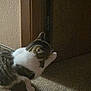 Doug is registered to the contest to win money with this photo: animal, carpet, cat, cleaning, door, feline, fur, home, indoor, licking, paw, pet, quiet, shadow, sitting, tabby, texture, whiskers, white, wood