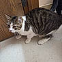 animal, cat, cautious, curious, domestic_cat, ears, feline, floor, indoor, mammal, pet, side_view, striped_fur, tabby_cat, tail, tile_floor, two_cats, whiskers, white_paws, wooden_door