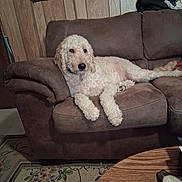 Mandy Bear is registered to the contest to win money with this photo: animal, brown, canine, carpet, comfortable, couch, cozy, curious, dog, domestic, fluffy, furniture, home, indoor, living_room, pet, relaxed, resting, table, wood_paneling