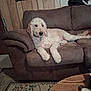 animal, brown, canine, carpet, comfortable, couch, cozy, curious, dog, domestic, fluffy, furniture, home, indoor, living_room, pet, relaxed, resting, table, wood_paneling
