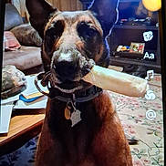 Drago joined the competition — help win amazing prizes! animal, bone, brown_dog, canine, carpet, collar, couch, dog, dog_treat, ears, furniture, indoor, living_room, papers, pet, sitting, table, tag, television, wood_paneling