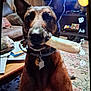 animal, bone, brown_dog, canine, carpet, collar, couch, dog, dog_treat, ears, furniture, indoor, living_room, papers, pet, sitting, table, tag, television, wood_paneling