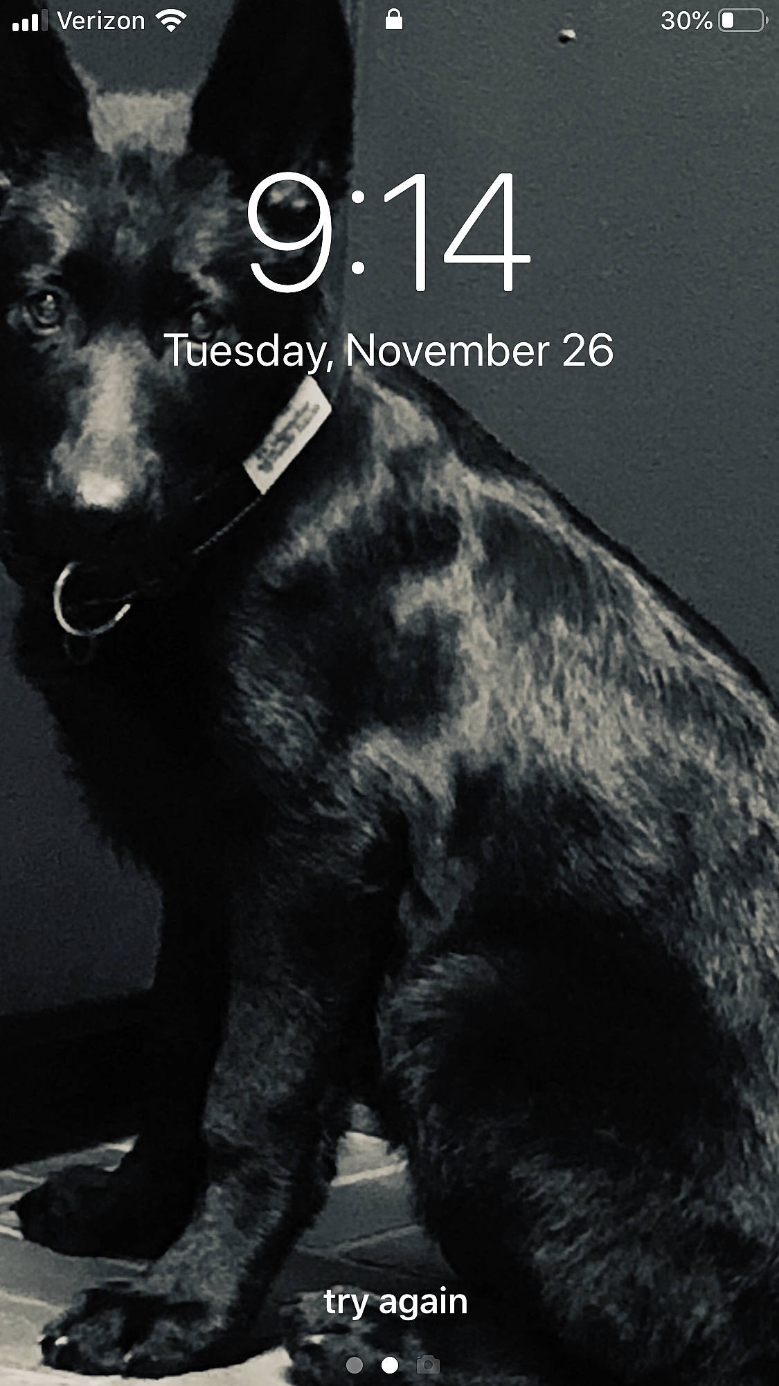 Buddy Holly joined the competition — help win amazing prizes! belgian_shepherd, black_norwegian_elkhound, canidae, carnivore, dog, dog_breed, fur, groenendael, mammal, photo_caption, schipperke, tail