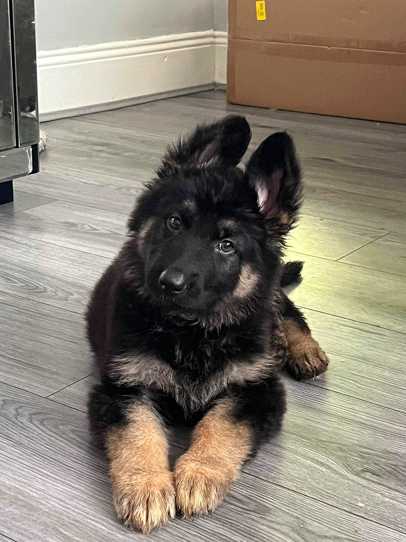 Sasha is registered to the contest to win money with this photo: cabinetry, canidae, carnivore, companion_dog, dog, dog_breed, floor, flooring, foot, fur, hardwood, herding_dog, old_german_shepherd_dog, paw, snout, sporting_group, tail, wood, working_animal, working_dog