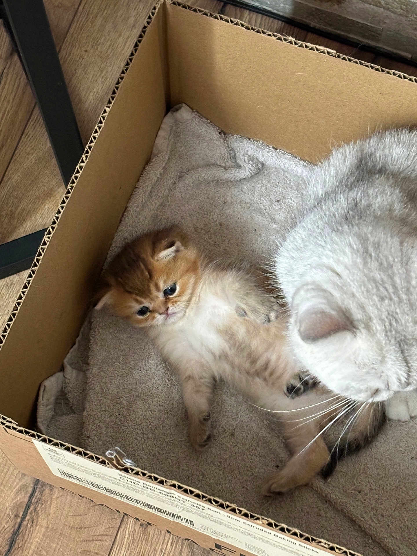 Gus Gus participe au concours pour gagner de l'argent avec cette photo : kitten, cat, cardboard_box, towel, floor, wooden_floor, pet, cute, small, feline, animal, indoor, curious, lying_down, brown, white, fur, whiskers, companion, resting