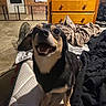bedroom, black_and_tan, blanket, cozy, dog, dresser, ears, face, floor, fur, happy, indoor, mattress, pet, pile_of_clothes, room, sleeping_area, small_dog, smiling, wooden_furniture
