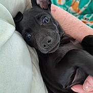 Coco is registered to the contest to win money with this photo: puppy, dog, black_dog, close_up, cute, pet, animal, lying_down, paw, hand, blanket, soft, indoor, cozy, fur, young_dog, curious, face, whiskers, nose