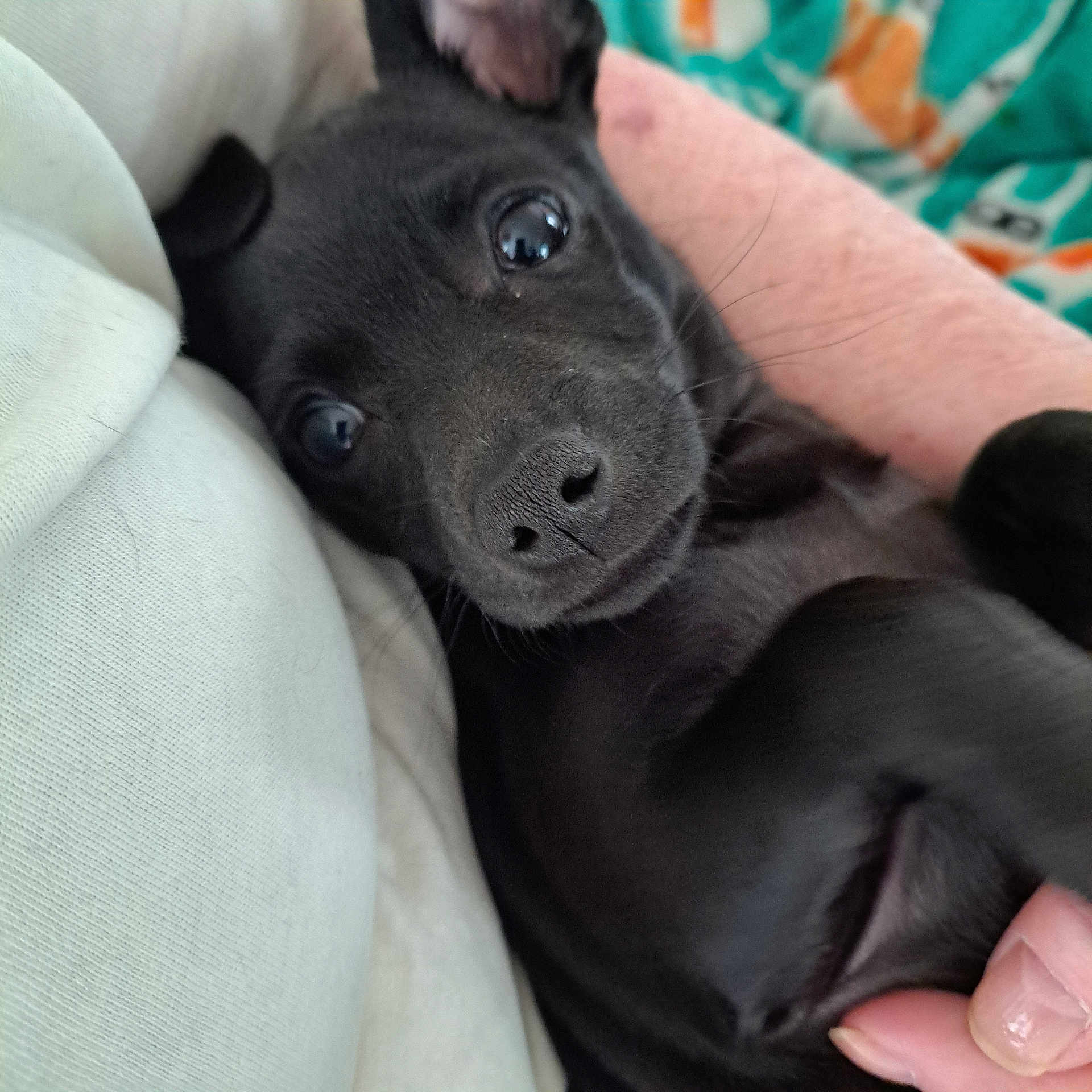 Coco is registered to the contest to win money with this photo: animal, black_dog, blanket, close_up, cozy, curious, cute, dog, face, fur, hand, indoor, lying_down, nose, paw, pet, puppy, soft, whiskers, young_dog