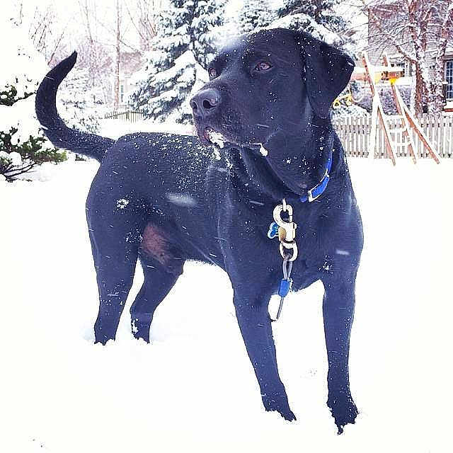 Scout
