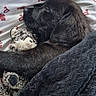 Bulle participe au concours pour gagner de l'argent avec cette photo : dog, sleeping, black_dog, pet, animal, stuffed_toy, plush_toy, blanket, couch, cozy, indoors, resting, curled_up, fur, snout, ears, dark_fur, comfort, nap, portrait