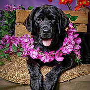 Bulle participe au concours pour gagner de l'argent avec cette photo : black_dog, puppy, labrador, dog, pet, animal, portrait, flower_lei, pink_flowers, red_flowers, purple_background, wooden_crate, garden, floral, tongue_out, lying_down, cute, black_fur, outdoor, decorative