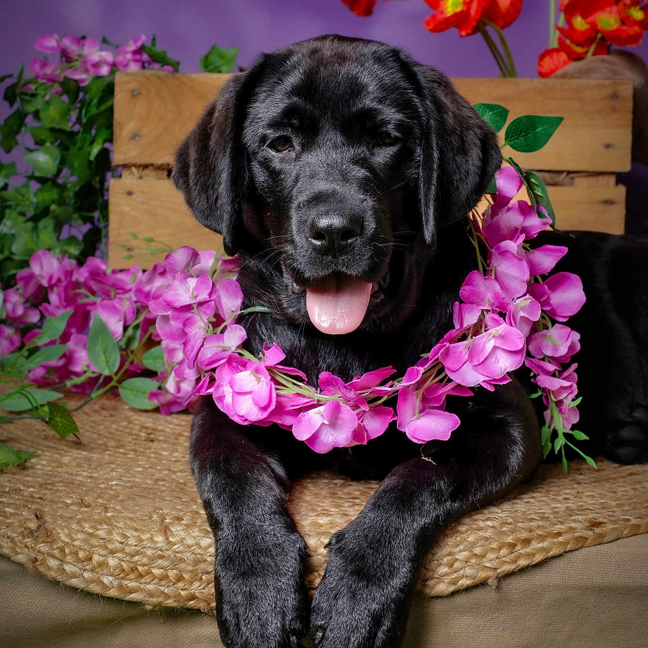 Bulle participe au concours pour gagner de l'argent avec cette photo : black_dog, puppy, labrador, dog, pet, animal, portrait, flower_lei, pink_flowers, red_flowers, purple_background, wooden_crate, garden, floral, tongue_out, lying_down, cute, black_fur, outdoor, decorative