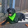 Bulle participe au concours pour gagner de l'argent avec cette photo : dog, black_dog, lying_down, happy, smiling, tongue_out, bandana, green_bandana, pet, animal, portrait, outdoor, sidewalk, asphalt, chain_link_fence, parking_lot, warning_sign, trees, autumn, daylight