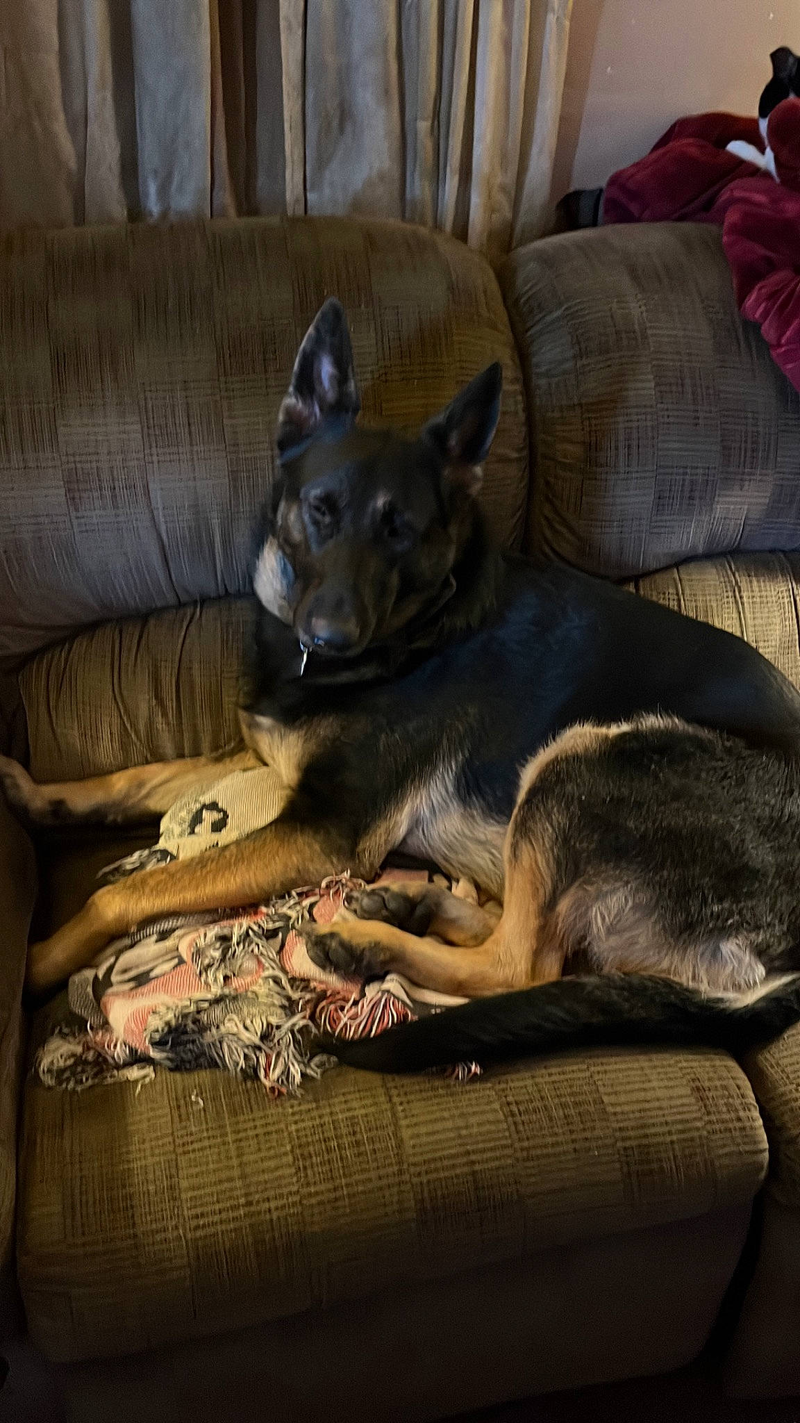 Shadow is registered to the contest to win money with this photo: canidae, carnivore, comfort, companion_dog, couch, dog, dog_breed, fawn, fur, grey, nap, sleeper_chair, sporting_group, terrestrial_animal, working_animal