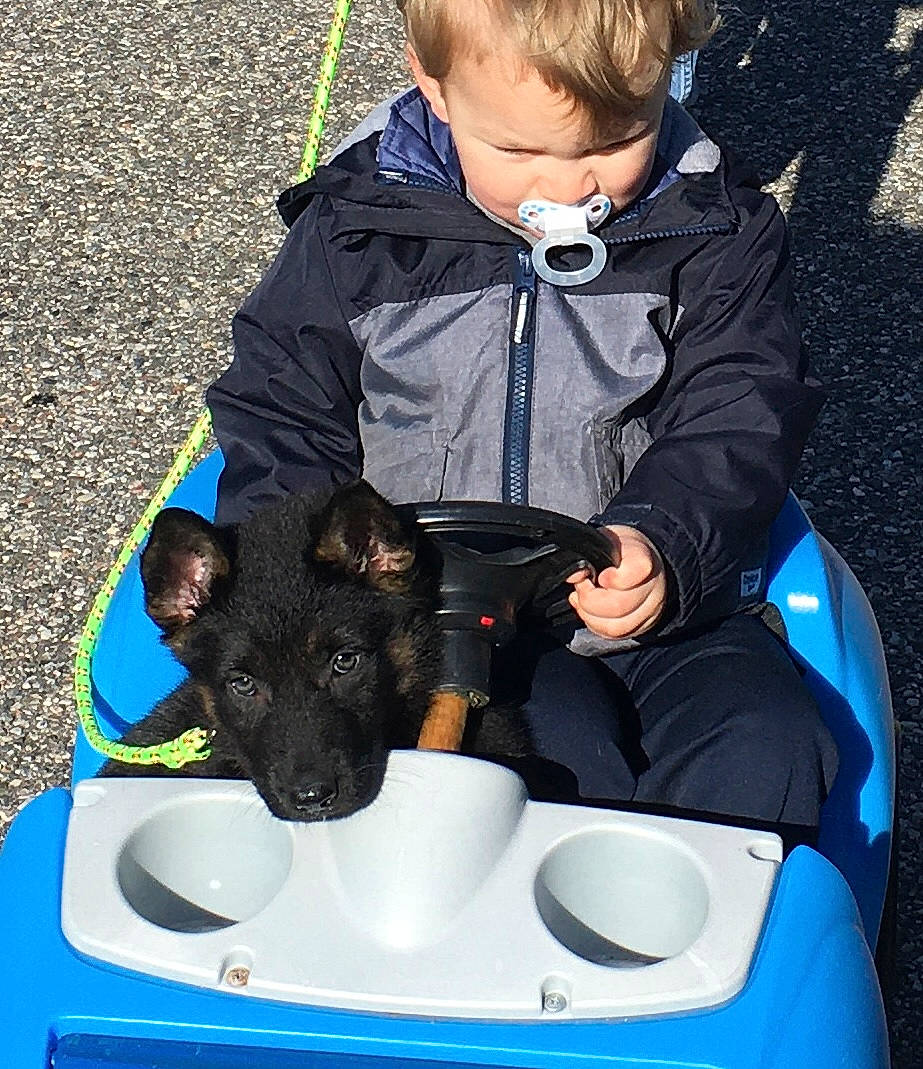 Shadow is registered to the contest to win money with this photo: baby_toddler_clothing, carnivore, companion_dog, dog, dog_breed, electric_blue, fun, grass, leisure, mammal, personal_protective_equipment, photograph, product, recreation, sitting, snapshot, sporting_group, toddler, toy_dog, vertebrate