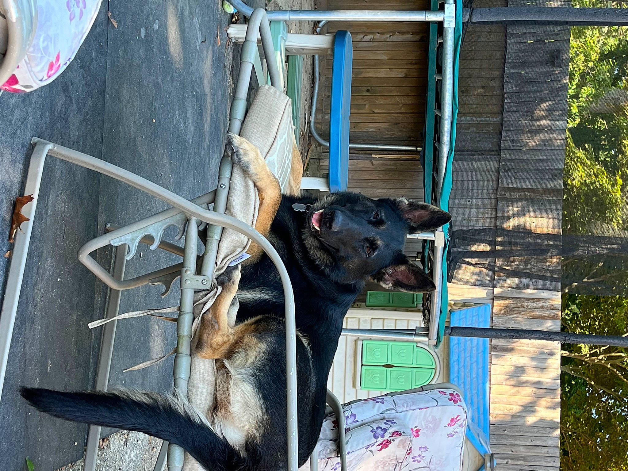 Shadow is registered to the contest to win money with this photo: art, bovine, building, canidae, carnivore, concrete, dog, dog_breed, fawn, guard_dog, house, metal, motor_vehicle, plant, snout, sporting_group, tree, vehicle_door, wood, working_animal