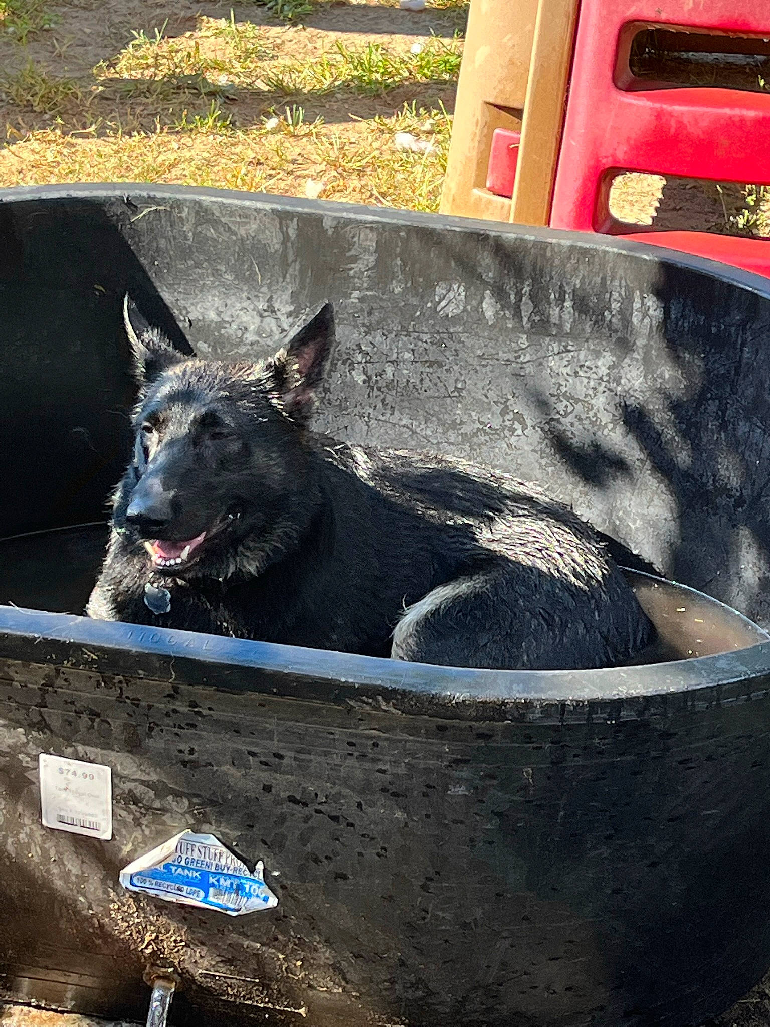 Shadow is registered to the contest to win money with this photo: automotive_exterior, automotive_tire, automotive_wheel_system, canidae, carnivore, dog, dog_breed, fender, gas, guard_dog, herding_dog, motor_vehicle, plant, snout, soil, sporting_group, vehicle_door, waste_container, window, working_animal