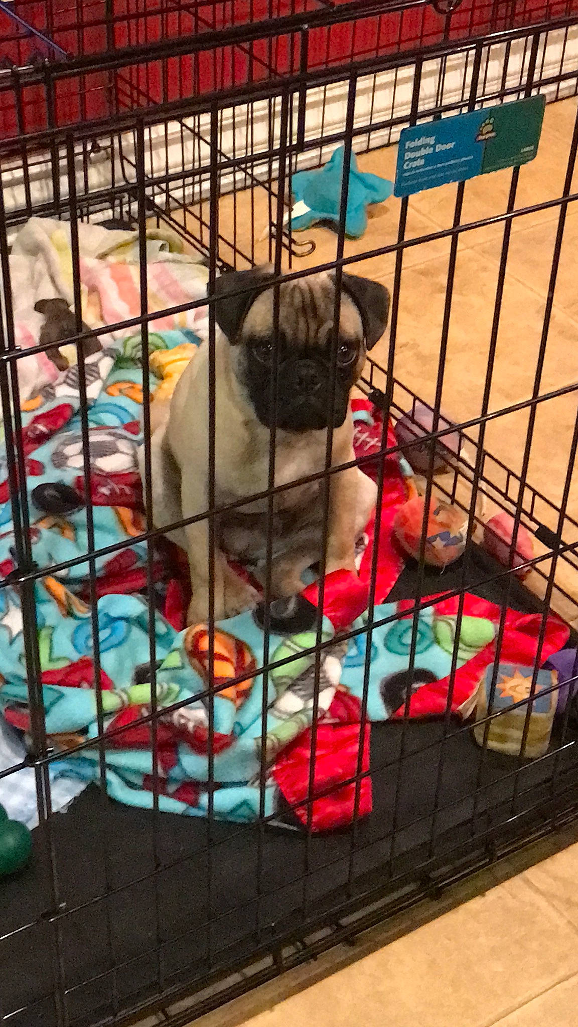 Harley is registered to the contest to win money with this photo: animal_shelter, cage, canidae, carnivore, cat, companion_dog, dog, dog_breed, dog_crate, dog_supply, fawn, french_bulldog, kennel, kitten, non_sporting_group, pet_supply, pug, puppy, shih_tzu, toy_dog