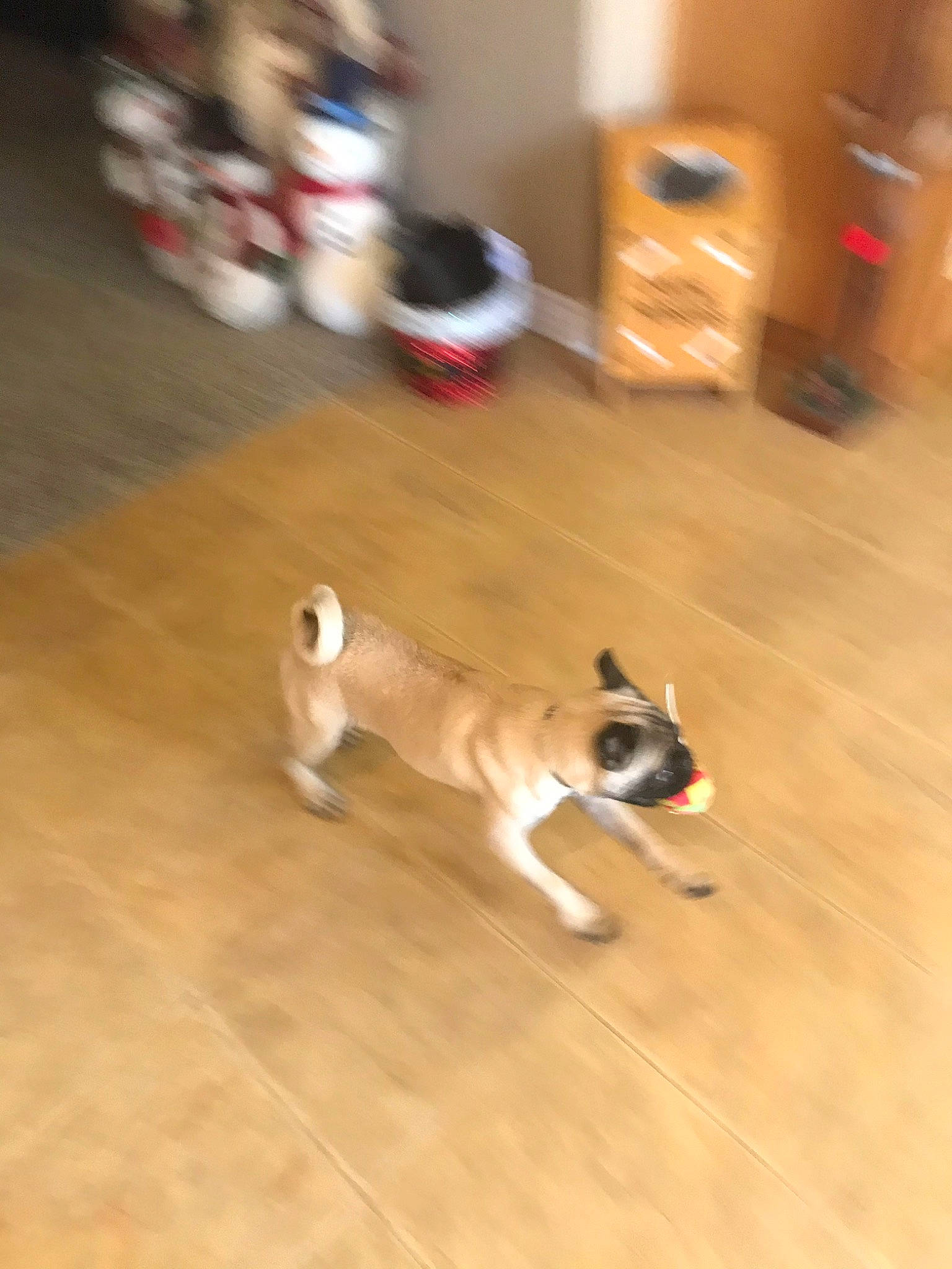 Harley is registered to the contest to win money with this photo: akita, akita_inu, canidae, carnivore, companion_dog, dog, dog_breed, fawn, floor, flooring, hardwood, mammal, non_sporting_group, norwegian_buhund, norwegian_lundehund, pug, puppy, shiba_inu, tail, vertebrate