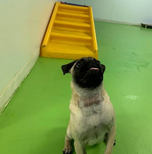 Harley joined the competition — help win amazing prizes! canidae, carnivore, companion_dog, dog, dog_breed, fawn, floor, green, mammal, pug, snout, toy_dog, yellow