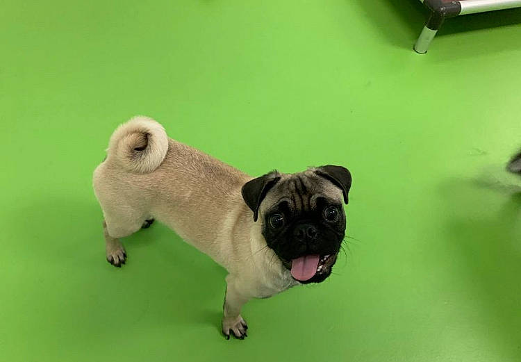 Harley is registered to the contest to win money with this photo: ancient_dog_breeds, canidae, carnivore, companion_dog, dog, dog_breed, fawn, mammal, pug, puppy, snout, sporting_group, toy_dog, vertebrate