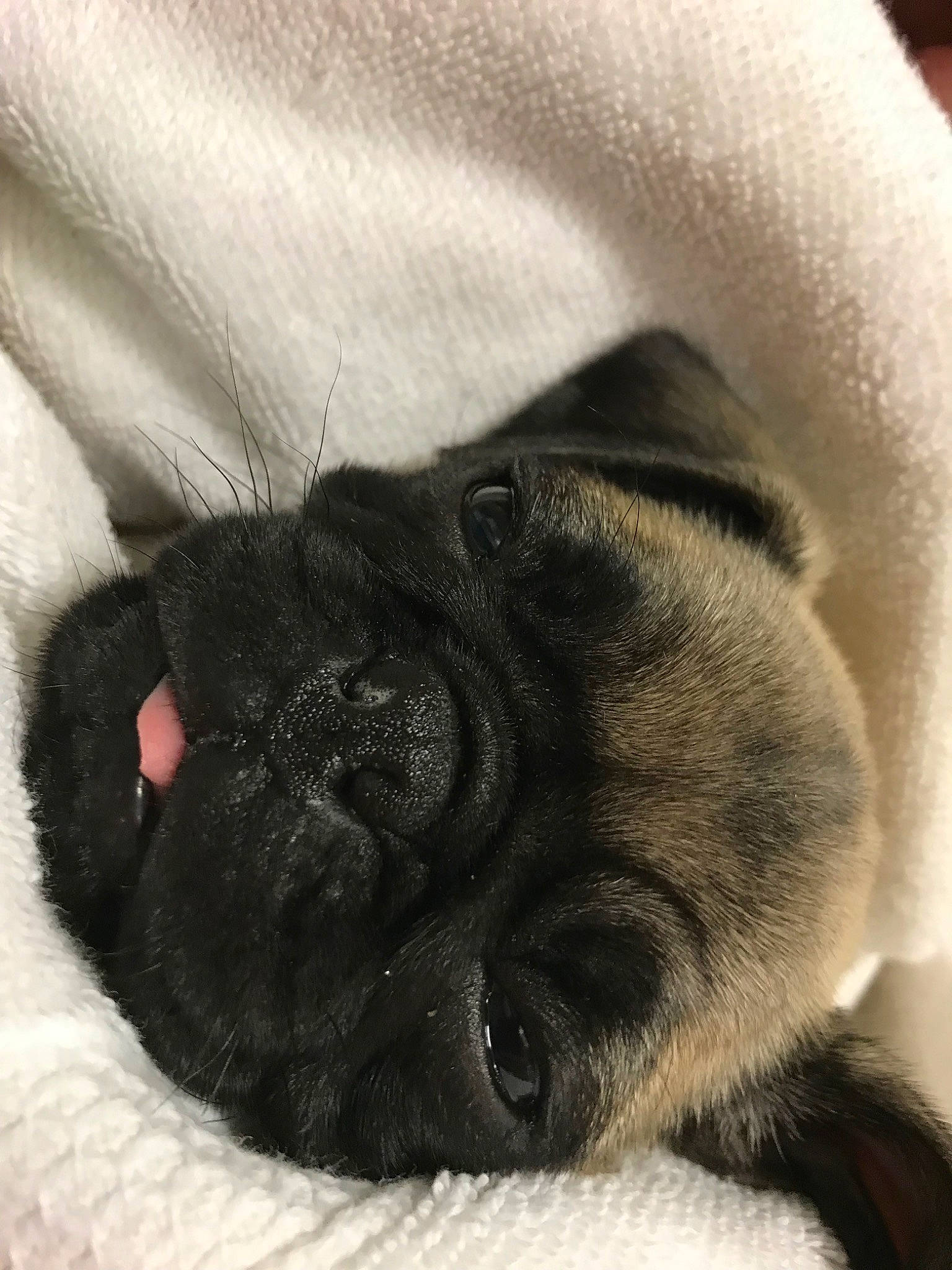 Harley joined the competition — help win amazing prizes! canidae, carnivore, companion_dog, dog, dog_breed, ear, fawn, mammal, nap, non_sporting_group, nose, pug, puppy, puppy_love, snout, toy_dog, whiskers