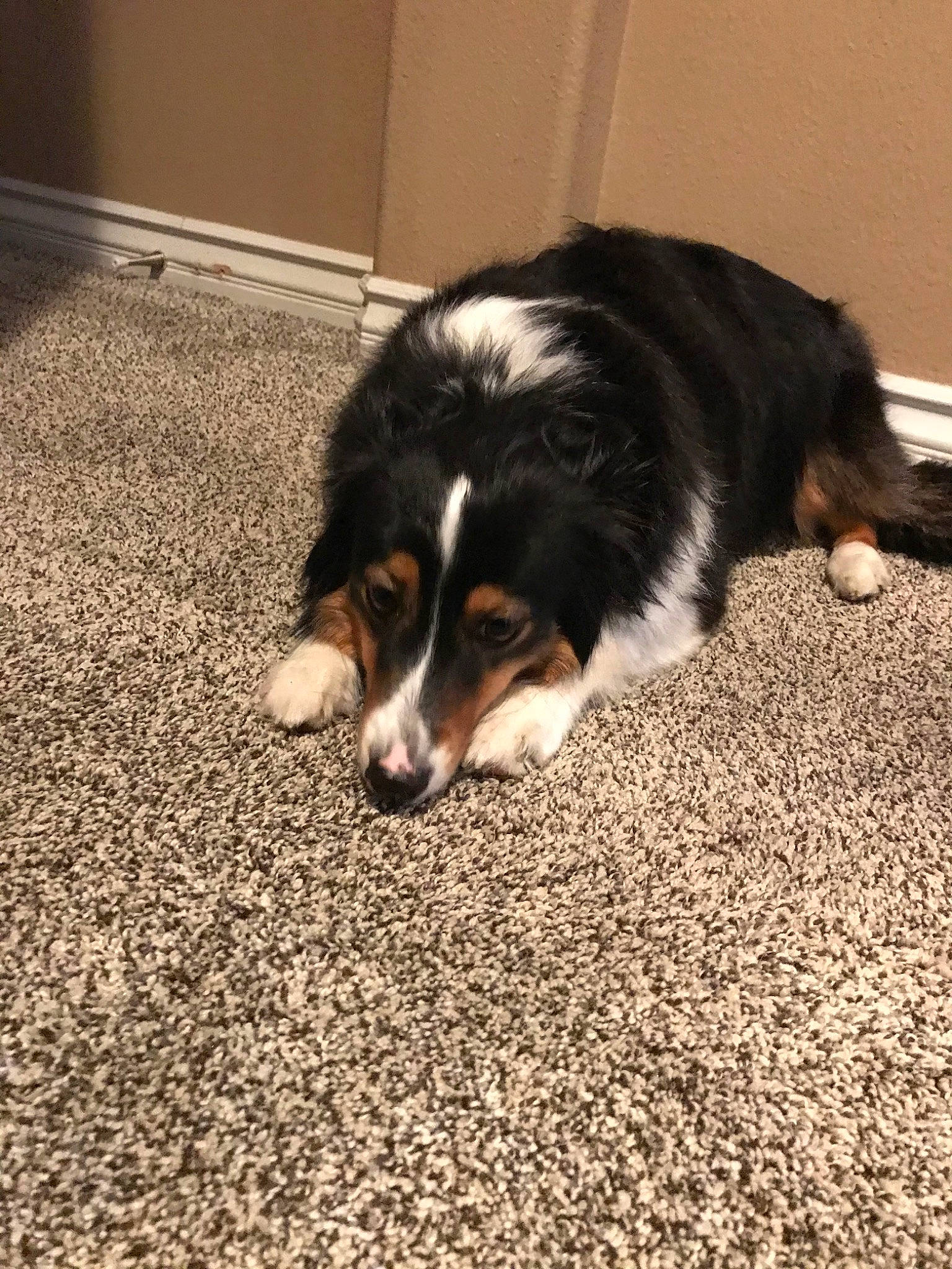 Hope is registered to the contest to win money with this photo: australian_collie, australian_shepherd, bernese_mountain_dog, canidae, carnivore, companion_dog, dog, dog_breed, english_shepherd, herding_dog, mammal, puppy, snout, sporting_group, vertebrate, working_dog