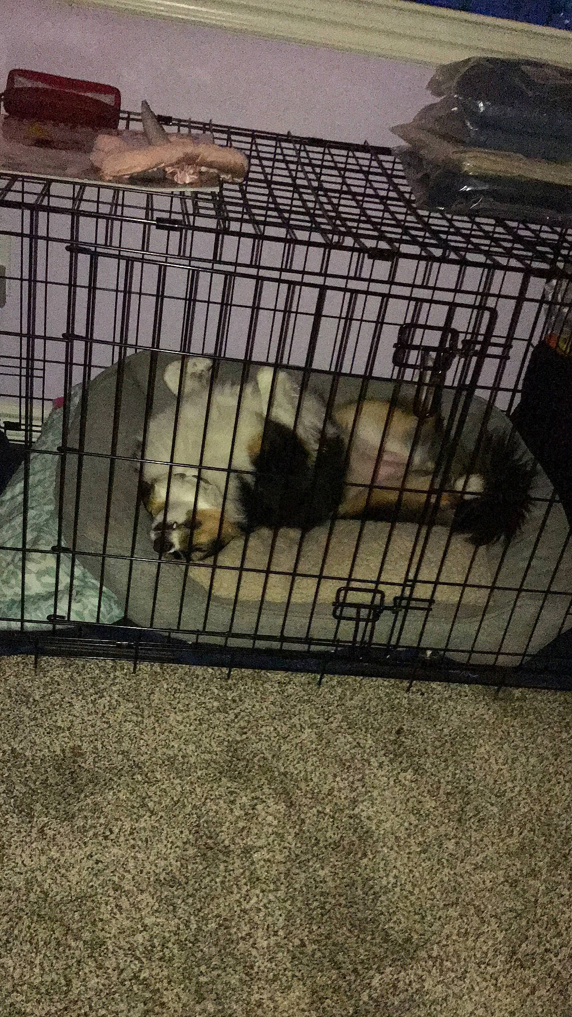 Hope is registered to the contest to win money with this photo: animal_shelter, cage, carnivore, cat, dog_crate, pet_supply