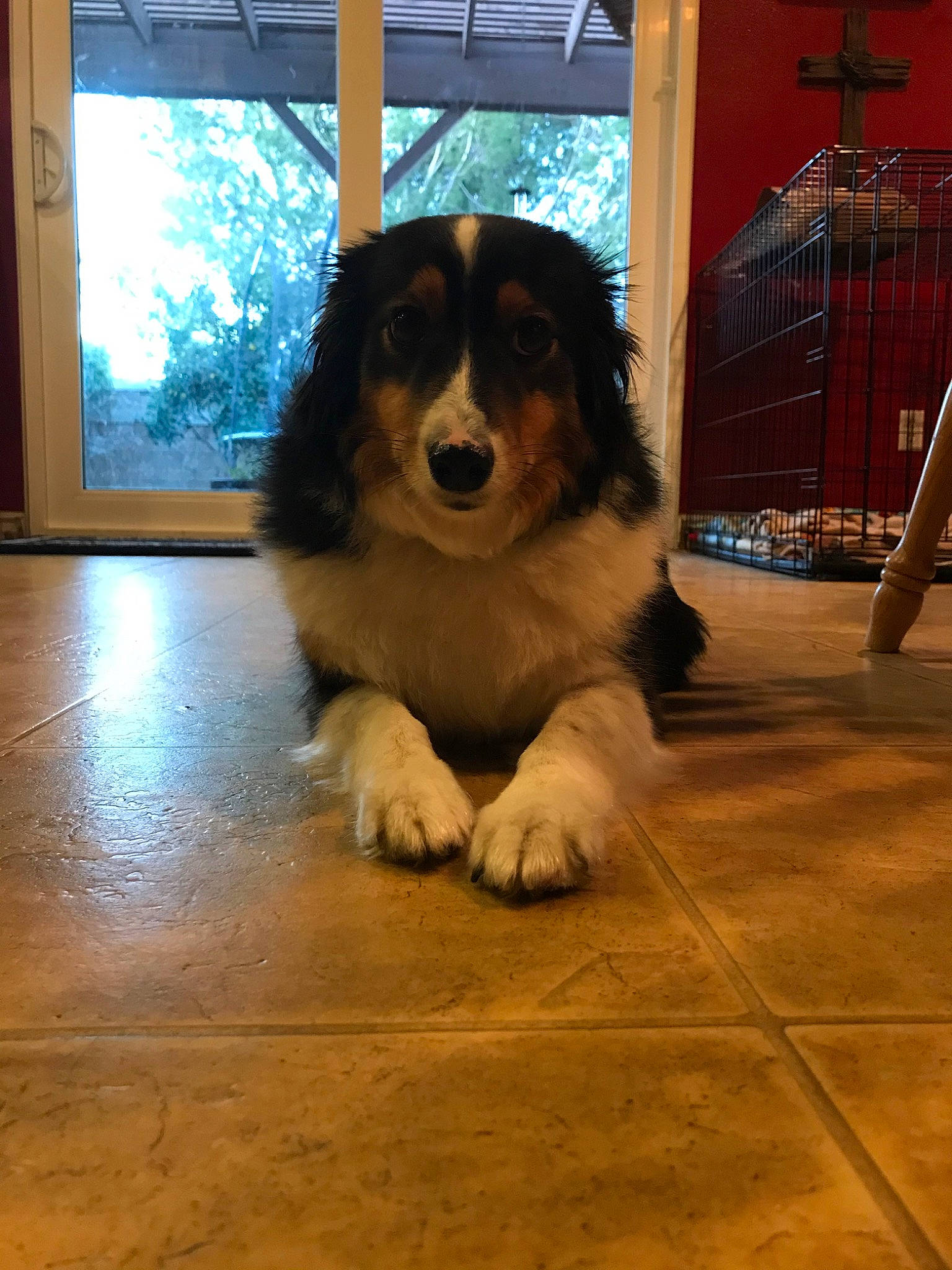 Hope joined the competition — help win amazing prizes! australian_shepherd, canidae, carnivore, companion_dog, dog, dog_breed, english_shepherd, floor, flooring, mammal, snout, sporting_group, vertebrate
