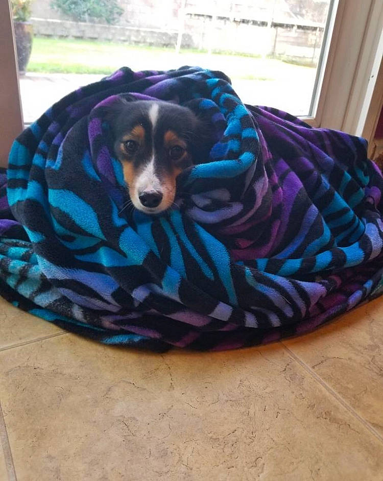 Hope joined the competition — help win amazing prizes! canidae, carnivore, companion_dog, dog, dog_bed, dog_breed, dog_supply, sporting_group