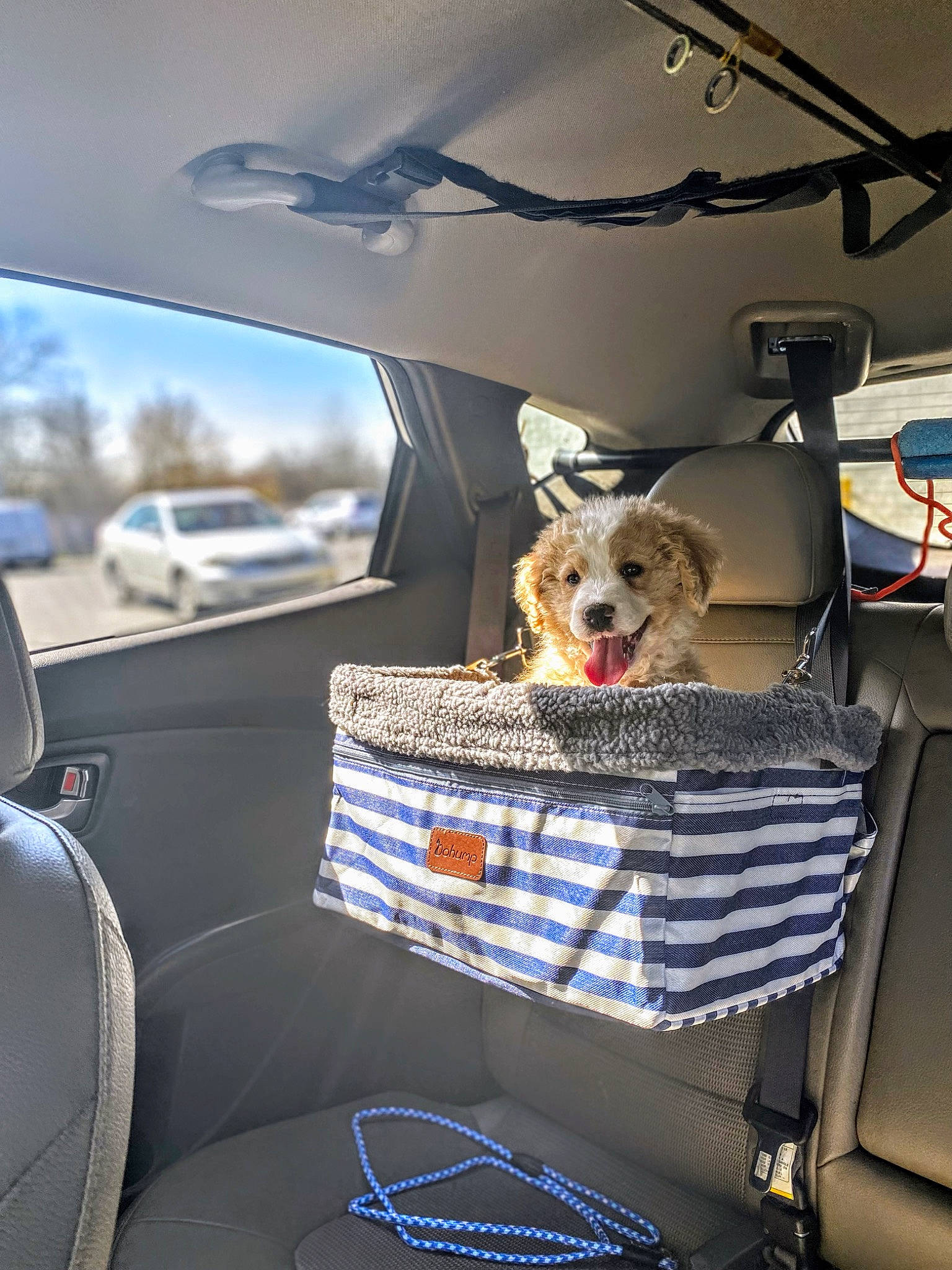 Paddy joined the competition — help win amazing prizes! auto_part, automotive_design, automotive_exterior, car, car_seat, car_seat_cover, carnivore, companion_dog, dog, dog_breed, family_car, glass, head_restraint, luxury_vehicle, mode_of_transport, motor_vehicle, sporting_group, vehicle, vehicle_door, windshield