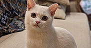 Luna participe au concours pour gagner de l'argent avec cette photo : angora, animal, cat, chair, couch, cushion, furniture, homedecor, kitten, manx, pet, pillow, siamese