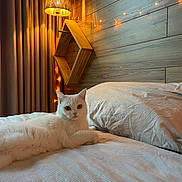 Luna participe au concours pour gagner de l'argent avec cette photo : animal, bed, cat, cozy, curtains, domestic_animal, fairy_lights, feline, furniture, indoor, lamp, pet, pillow, relaxing, resting, sleepy, soft, warm_lighting, white_cat, wooden_wall