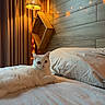 animal, bed, cat, cozy, curtains, domestic_animal, fairy_lights, feline, furniture, indoor, lamp, pet, pillow, relaxing, resting, sleepy, soft, warm_lighting, white_cat, wooden_wall