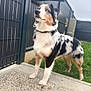 Punchy a rejoint le concours — aidez-le/la à gagner de superbes lots ! animal, australian_shepherd, blue_eyes, canine, collar, concrete, daylight, dog, fence, fur, grass, looking_up, nature, outdoor, paw, pet, portrait, side_view, standing, tricolor