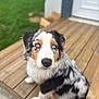 alert, animal, attention, blue_eyes, closeup, companion, curious, cute, dog, domestic_animal, friendly, fur, furry, nature, outdoor, pet, portrait, sitting, whiskers, wooden_deck