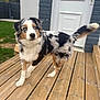 Punchy participe au concours pour gagner de l'argent avec cette photo : alert, animal, australian_shepherd, blue_eyes, canine, curious, dog, domestic_animal, door, friendly, fur, grass, house, mammal, outdoor, pet, portrait, standing, tail, wooden_deck