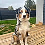 animal, australian_shepherd, background_blur, blue_eyes, calm, canine, daylight, dog, ears, fence, fur, grass, nature, outdoor, paw, pet, portrait, sitting, snout, wooden_deck