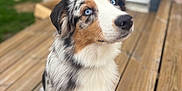 Punchy participe au concours pour gagner de l'argent avec cette photo : animal, attentive, australian_shepherd, blue_eyes, blurred_background, canine, close_up, companion, cute, dog, domestic_animal, fluffy, fur, nature, outdoor, pet, portrait, sitting, tricolor, wooden_deck