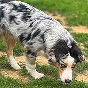 Punchy participe au concours pour gagner de l'argent avec cette photo : animal, australian_shepherd, canine, closeup, curious, daylight, dog, ears, fur, grass, greenery, merle_coat, muzzle, nature, nose, outdoor, pet, sniffing, walking, young_dog