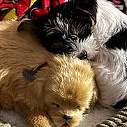 Harley Quinn joined the competition — help win amazing prizes! puppy, plush_toy, dog, sleeping, snuggling, bed, blanket, fur, black_and_white, brown, cute, cozy, soft, resting, indoor, pet, animal, toy, close_up, comfortable