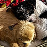 puppy, plush_toy, dog, sleeping, snuggling, bed, blanket, fur, black_and_white, brown, cute, cozy, soft, resting, indoor, pet, animal, toy, close_up, comfortable