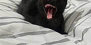 Nyx joined the competition — help win amazing prizes! black_cat, kitten, yawning, pet, bed, blanket, striped, cute, animal, feline, indoor, cozy, fur, whiskers, mouth_open, teeth, tongue, relaxed, sleepy, domestic_cat