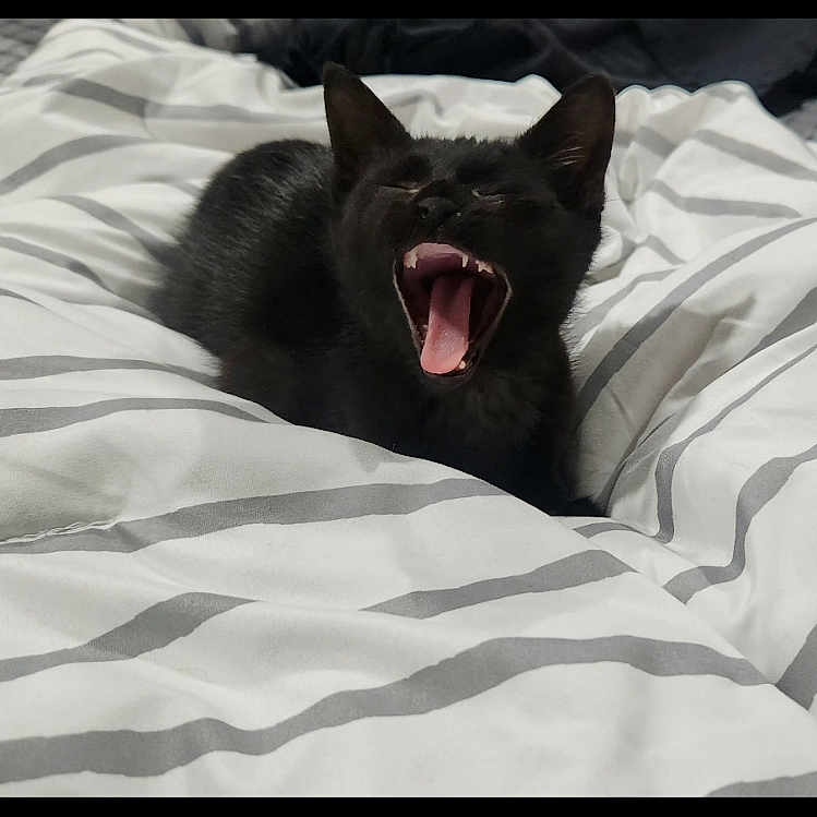 Nyx joined the competition — help win amazing prizes! animal, bed, black_cat, blanket, cozy, cute, domestic_cat, feline, fur, indoor, kitten, mouth_open, pet, relaxed, sleepy, striped, teeth, tongue, whiskers, yawning