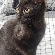 Nyx joined the competition — help win amazing prizes! black_cat, kitten, pet, paw, hand, bed, blanket, indoor, feline, fur, whiskers, curious, cute, animal, domestic_cat, young_cat, resting, cozy, soft, looking_away