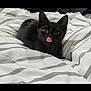 cat, kitten, black_cat, bed, blanket, striped, fur, animal, pet, cute, tongue_out, lying_down, indoor, cozy, resting, young, whiskers, ears, eyes, domestic_animal